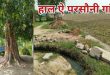 विरासत का पीपल उपेक्षा का शिकार, टूटी नालियां बनीं परसौनी की पहचान